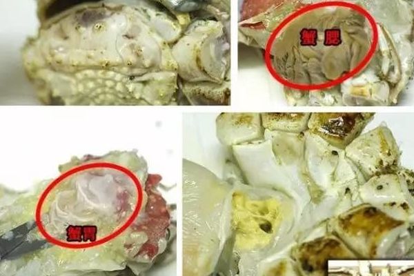帝王蟹清洗方法