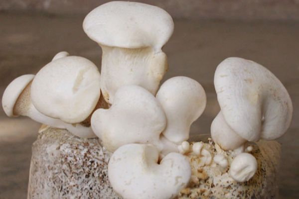 白灵菇不仅长得像功效也不输给灵芝