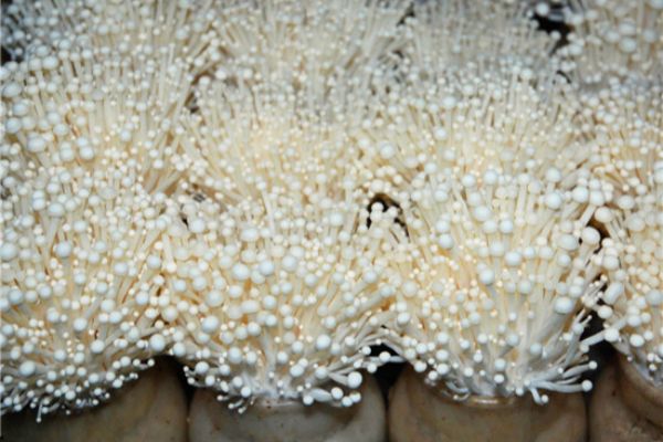 金针菇可以增长智力的菌菇