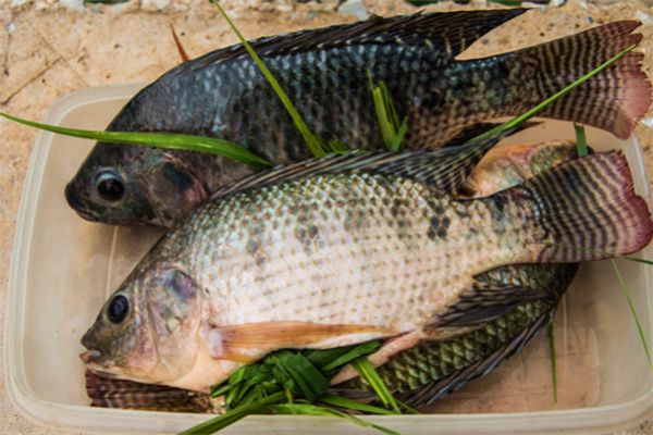 罗非鱼蛋白质的主要来源之一