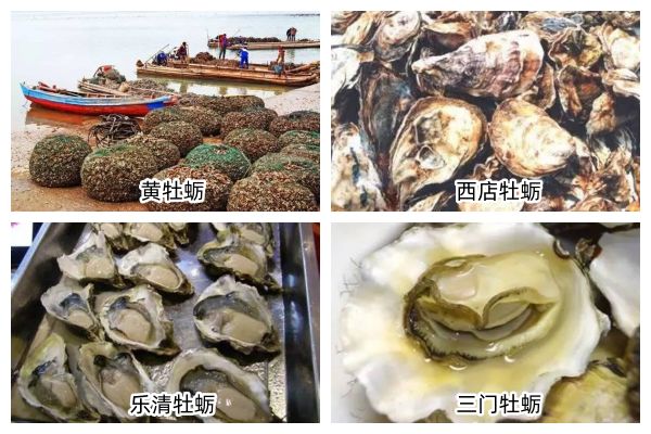 浙江牡蛎