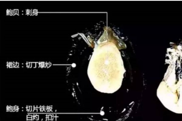 黑金鲍鱼