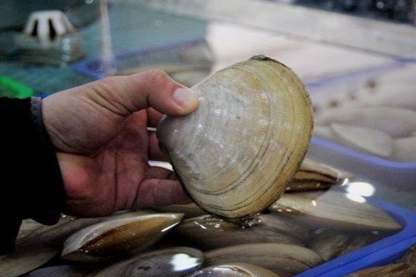 漳港海蚌