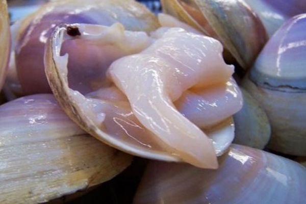 漳港海蚌