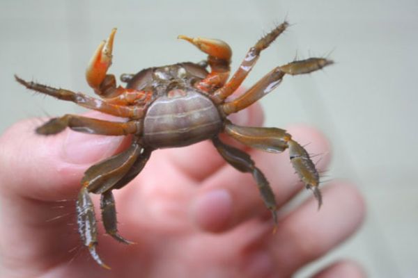 蟛蜞一种常见的小螃蟹