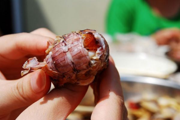 皮皮虾
