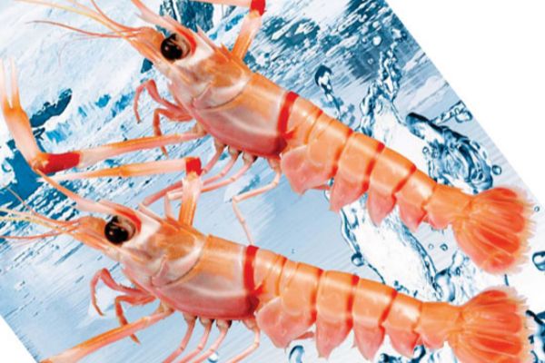 南极鳌虾深海里的高端食材