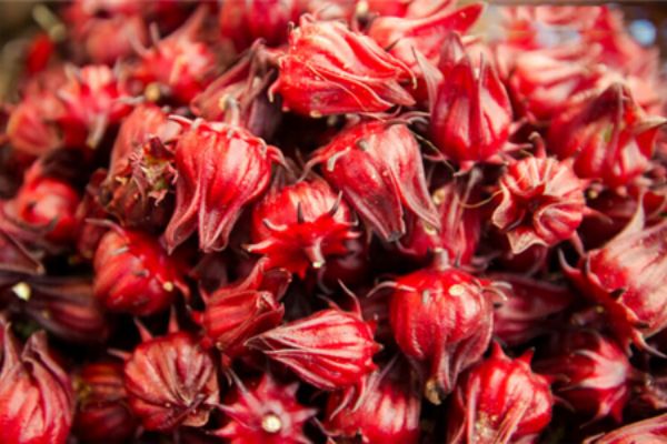玫瑰茄