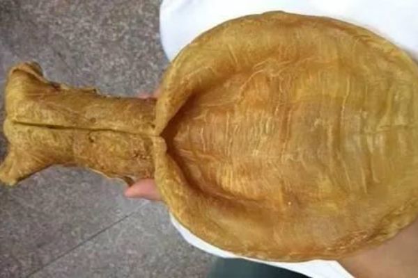 鱼胶