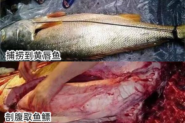 鱼胶