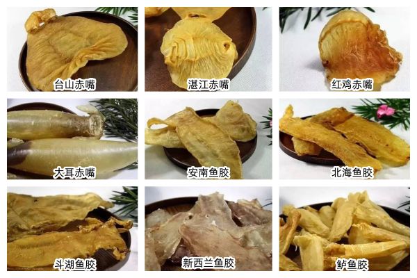 赤嘴鳘鱼胶