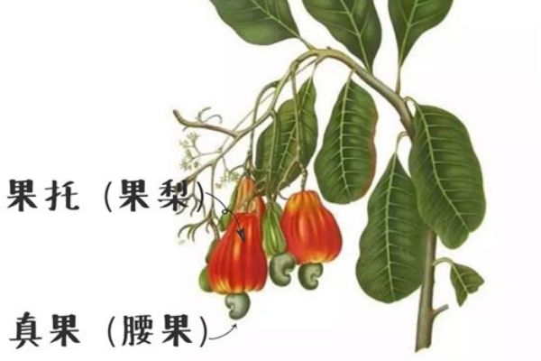 腰果树