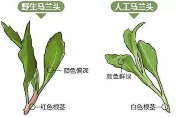 马兰头
