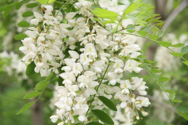 槐花可观可食可药的白皙花卉