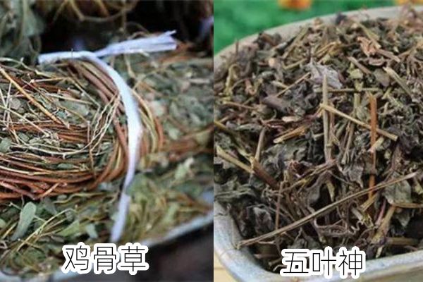 五叶神和鸡骨草
