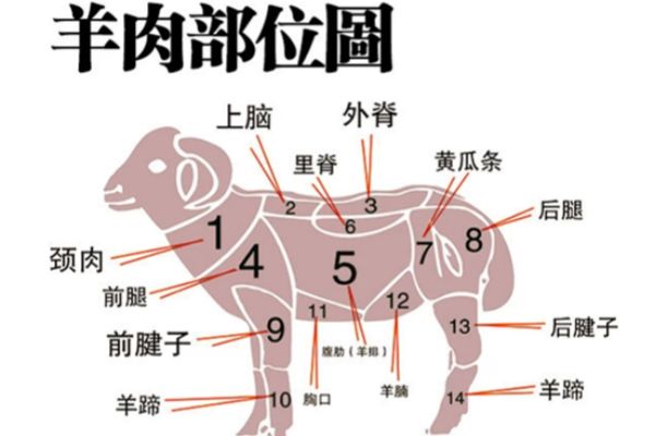 羊肉食材的用途与分割