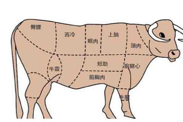 一头牛全身宝各部位的牛肉怎么做最好吃